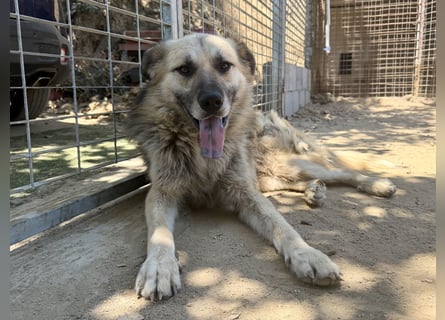 PITI - toller Schäferhund Mix