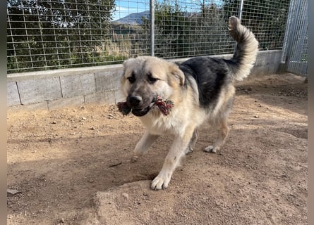 PITI - toller Schäferhund Mix