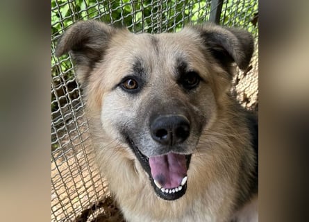PITI - toller Schäferhund Mix