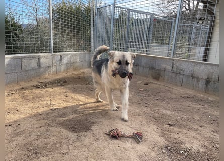 PITI - toller Schäferhund Mix