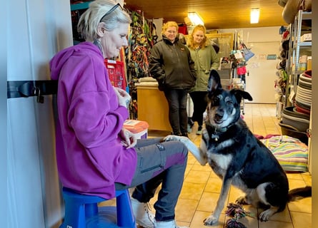 Bailey Boy - sucht ein souveränes Zuhause - Tierhilfe Franken e.V.