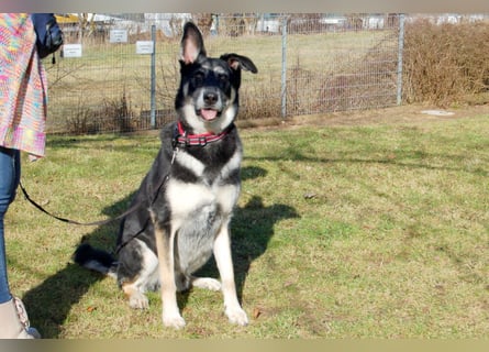 Bailey Boy - sucht ein souveränes Zuhause - Tierhilfe Franken e.V.
