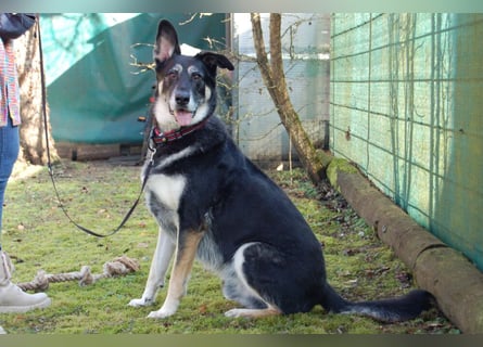 Bailey Boy - sucht ein souveränes Zuhause - Tierhilfe Franken e.V.