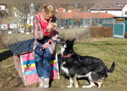 Bailey Boy - sucht ein souveränes Zuhause - Tierhilfe Franken e.V.