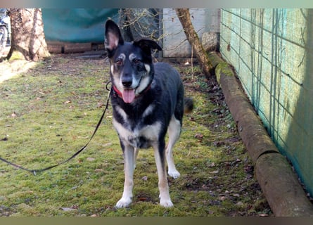 Bailey Boy - sucht ein souveränes Zuhause - Tierhilfe Franken e.V.