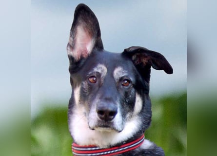 Bailey Boy - sucht ein souveränes Zuhause - Tierhilfe Franken e.V.