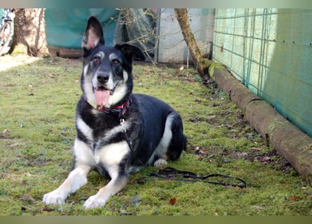 Bailey Boy - sucht ein souveränes Zuhause - Tierhilfe Franken e.V.
