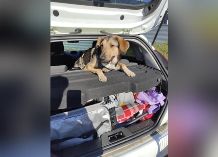 1-Jährige Schäferhundmischling Betty sucht ihren Menschen