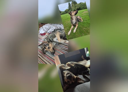 1-Jährige Schäferhundmischling Betty sucht ihren Menschen