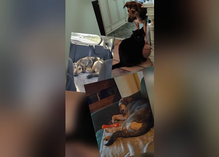 1-Jährige Schäferhundmischling Betty sucht ihren Menschen