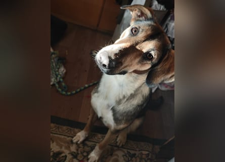 1-Jährige Schäferhundmischling Betty sucht ihren Menschen