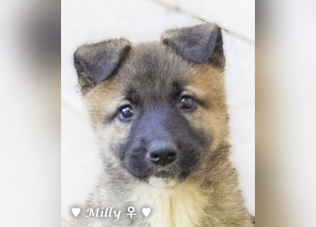 Melli und Mokka suchen ab Januar ein Zuhause.