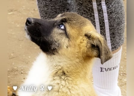 Neue Bilder: Melli, Millie und Mokka suchen ab Januar ein Zuhause.