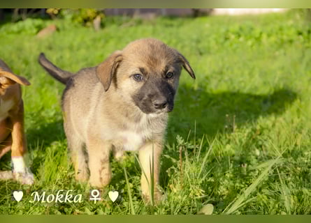 Melli und Mokka suchen ab Januar ein Zuhause.