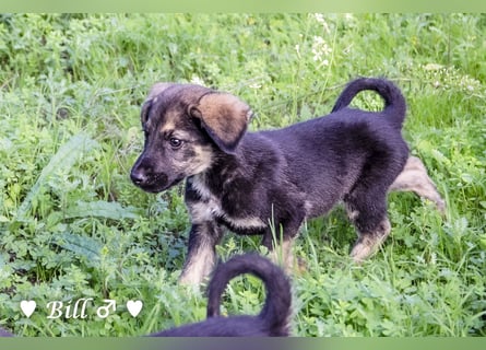 Update: Brenda, Bill, Bob und Bertie suchen ab Anfang Januar ein Zuhause