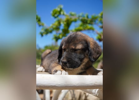 Sechs wunderschöne Schäferhundmischlinge suchen ein Zuhause
