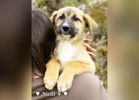 Neue Bilder: Melli, Millie und Mokka suchen ab Januar ein Zuhause.