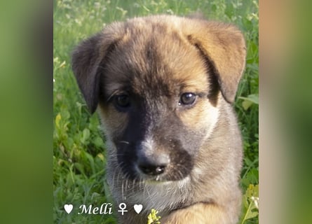 Melli und Mokka suchen ab Januar ein Zuhause.