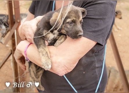 Update: Brenda, Bill, Bob und Bertie suchen ab Anfang Januar ein Zuhause