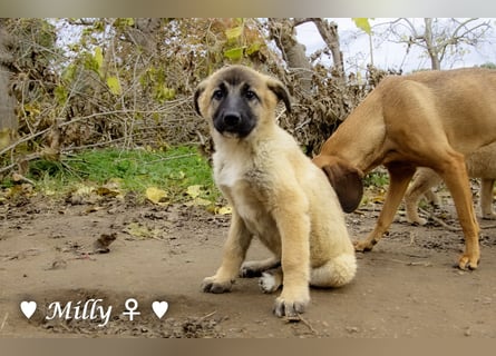 Neue Bilder: Melli, Millie und Mokka suchen ab Januar ein Zuhause.