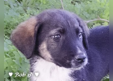 Update: Brenda, Bill, Bob und Bertie suchen ab Anfang Januar ein Zuhause