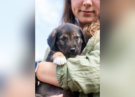 Sechs wunderschöne Schäferhundmischlinge suchen ein Zuhause