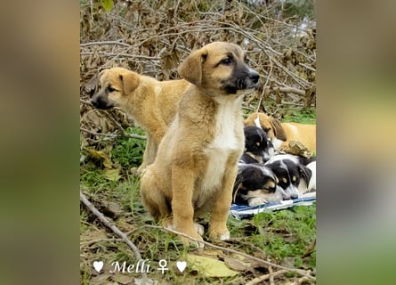 Neue Bilder: Melli, Millie und Mokka suchen ab Januar ein Zuhause.