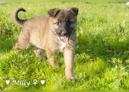 Melli und Mokka suchen ab Januar ein Zuhause.