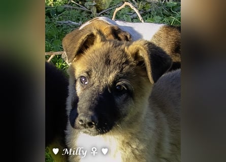 Neue Bilder: Melli, Millie und Mokka suchen ab Januar ein Zuhause.