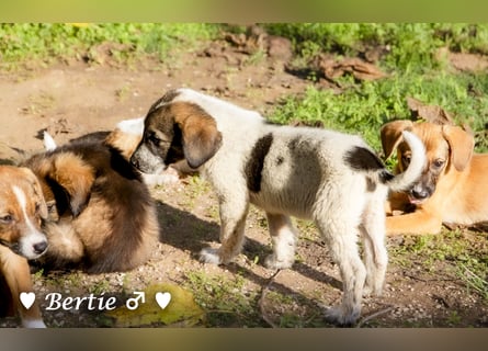 Update: Brenda, Bill, Bob und Bertie suchen ab Anfang Januar ein Zuhause