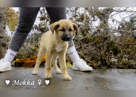 Neue Bilder: Melli, Millie und Mokka suchen ab Januar ein Zuhause.