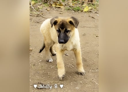 Neue Bilder: Melli, Millie und Mokka suchen ab Januar ein Zuhause.