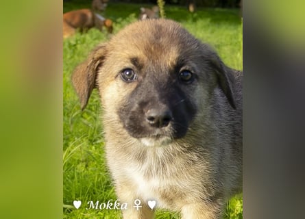 Melli und Mokka suchen ab Januar ein Zuhause.