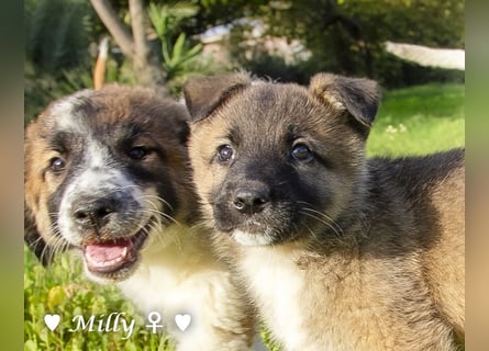 Neue Bilder: Milly  sucht ab Januar ein Zuhause.