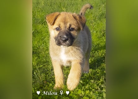 Melli und Mokka suchen ab Januar ein Zuhause.