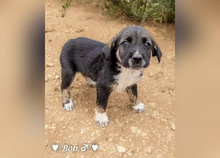 Update: Brenda, Bill, Bob und Bertie suchen ab Anfang Januar ein Zuhause