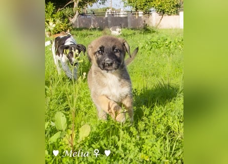 Melli und Mokka suchen ab Januar ein Zuhause.