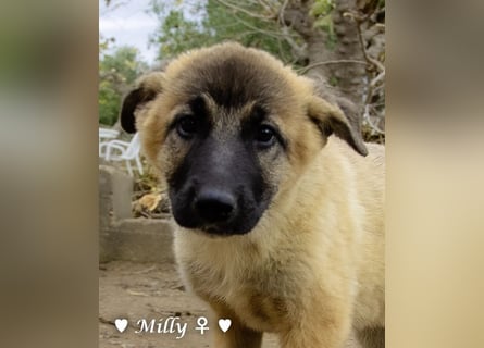 Neue Bilder: Melli, Millie und Mokka suchen ab Januar ein Zuhause.