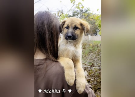 Neue Bilder: Melli, Millie und Mokka suchen ab Januar ein Zuhause.