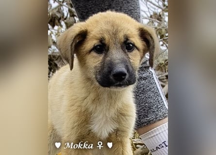 Neue Bilder: Melli, Millie und Mokka suchen ab Januar ein Zuhause.