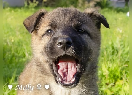 Neue Bilder: Milly  sucht ab Januar ein Zuhause.