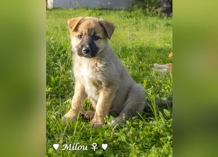 Melli und Mokka suchen ab Januar ein Zuhause.