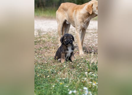 Sechs wunderschöne Schäferhundmischlinge suchen ein Zuhause