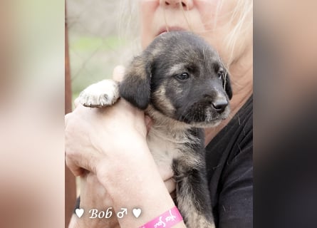 Update: Brenda, Bill, Bob und Bertie suchen ab Anfang Januar ein Zuhause