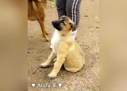 Neue Bilder: Milly  sucht ab Januar ein Zuhause.