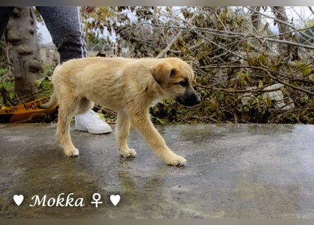 Neue Bilder: Melli, Millie und Mokka suchen ab Januar ein Zuhause.