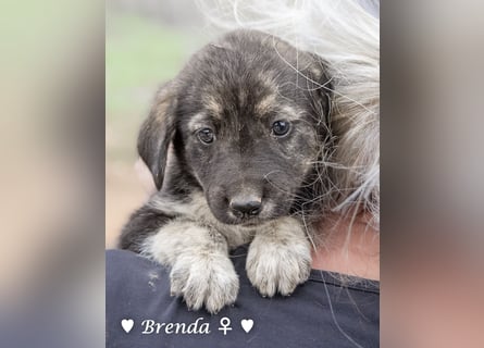 Update: Brenda, Bill, Bob und Bertie suchen ab Anfang Januar ein Zuhause