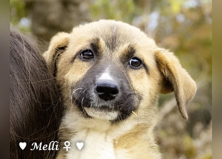 Neue Bilder: Melli, Millie und Mokka suchen ab Januar ein Zuhause.