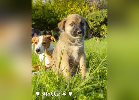 Melli und Mokka suchen ab Januar ein Zuhause.