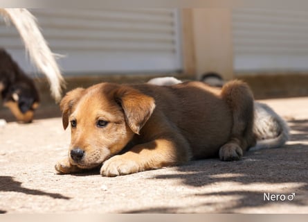 Sechs wunderschöne Schäferhundmischlinge suchen ein Zuhause